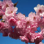 blumen blumen